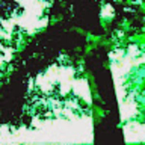 Meet your Posher, Tree